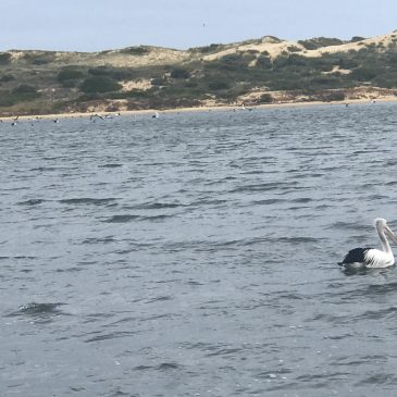 Term & Conditions Term & Conditions